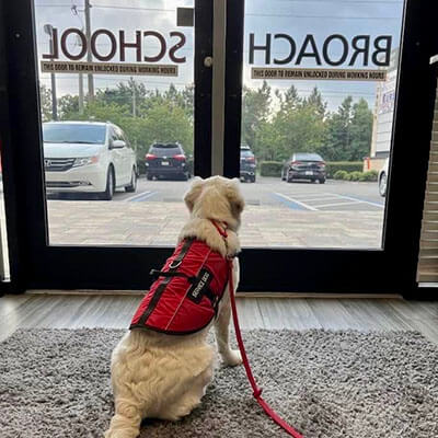 Broach School Ponte Vedra Service Dog Staring Out the Front Doors