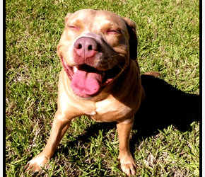 Dogs & ADHD: Are They A Perfect Match?