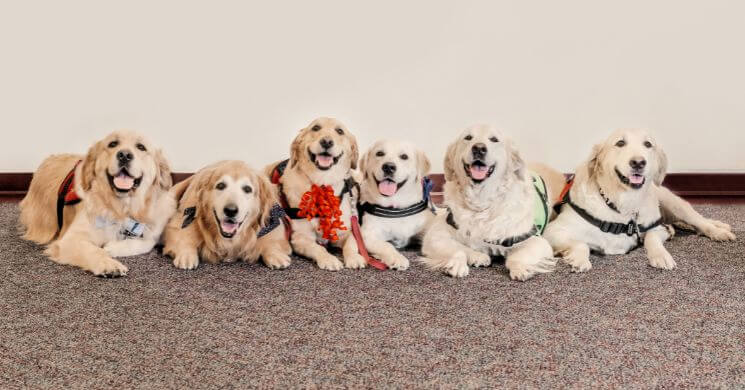 Pawsitively Powerful: Unveiling the Magic of Service Dogs at The Broach School